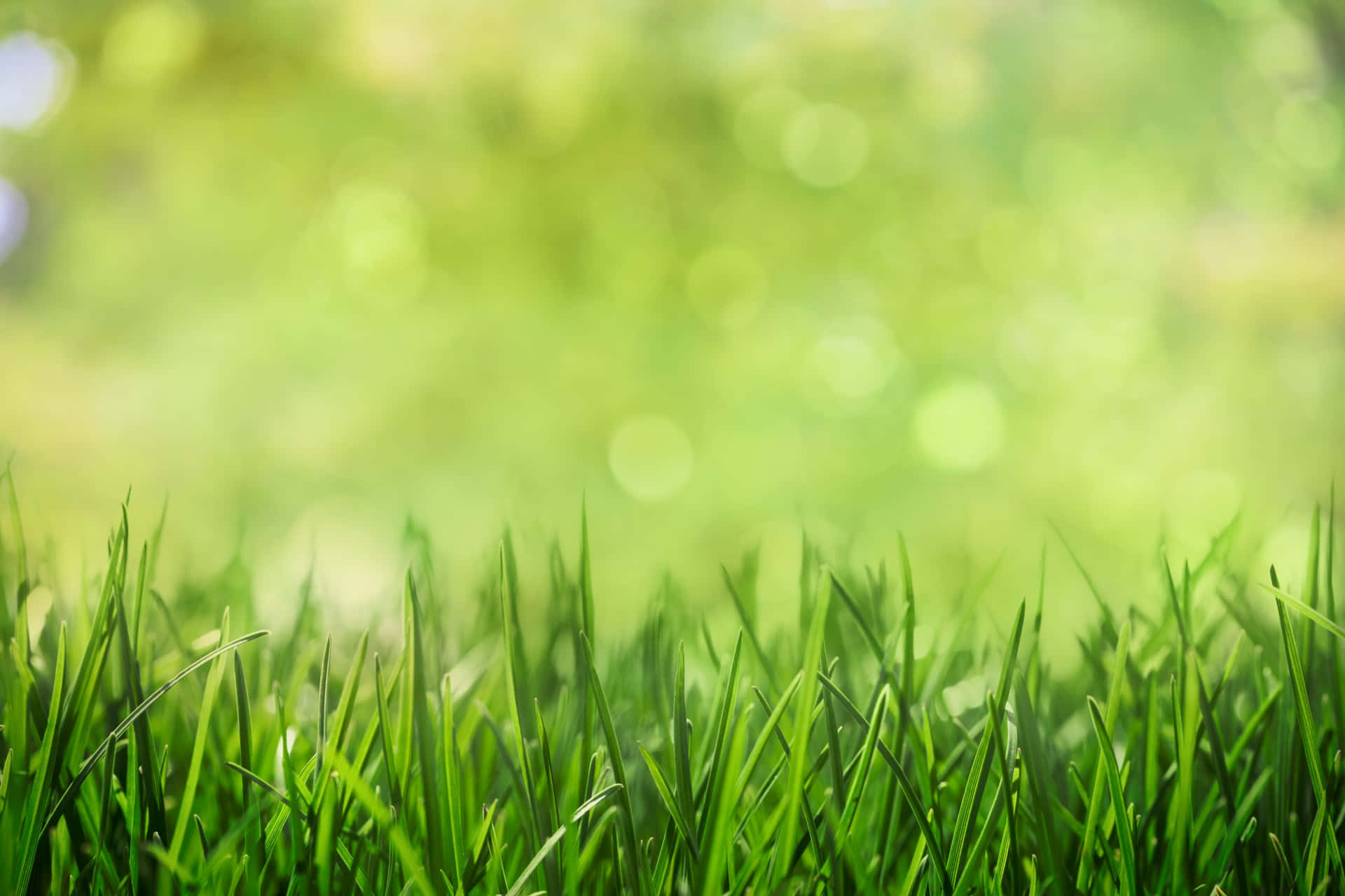 Green Grass With Bokeh Background
