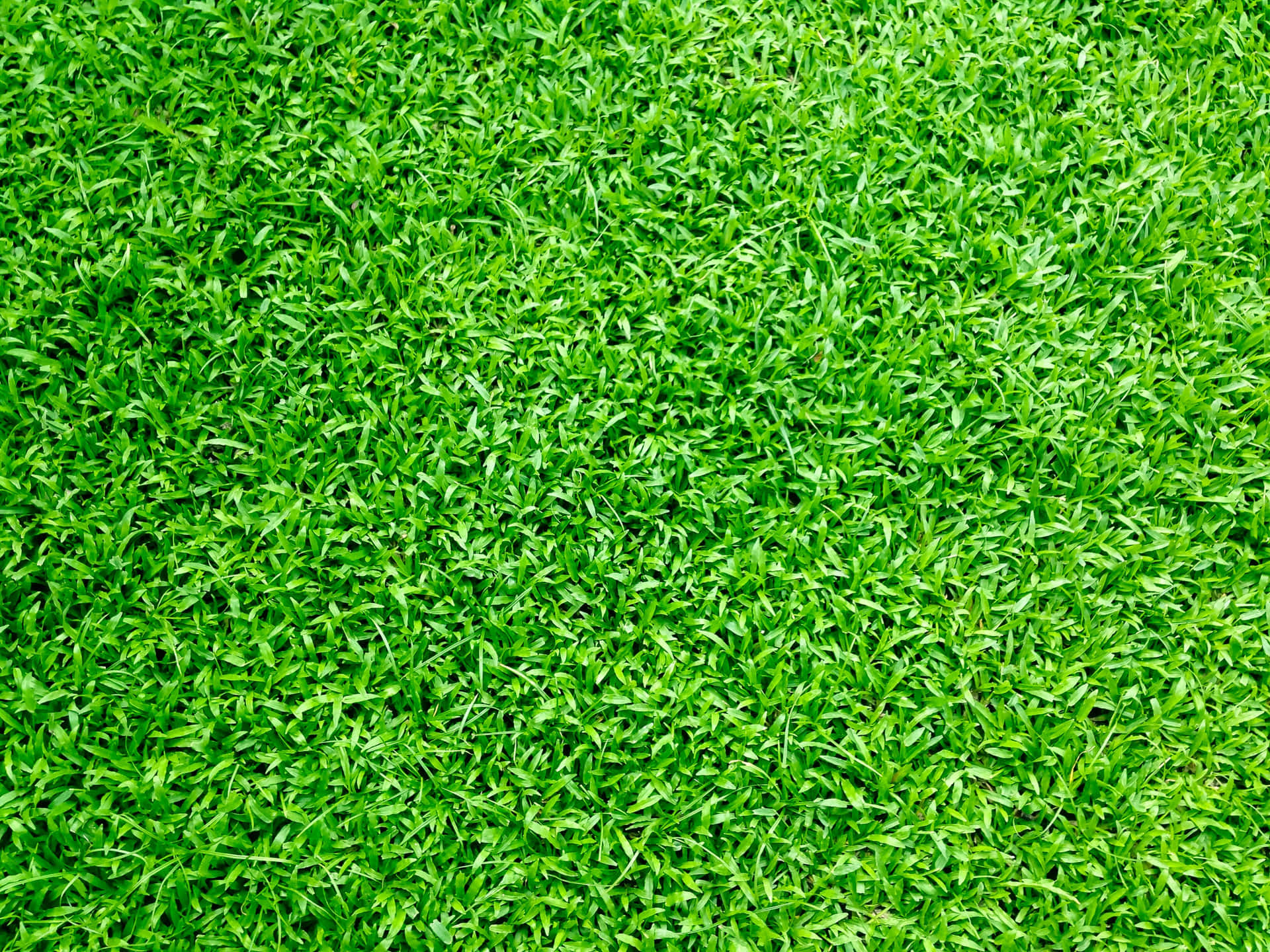 A beautiful emerald carpet of green grass.
