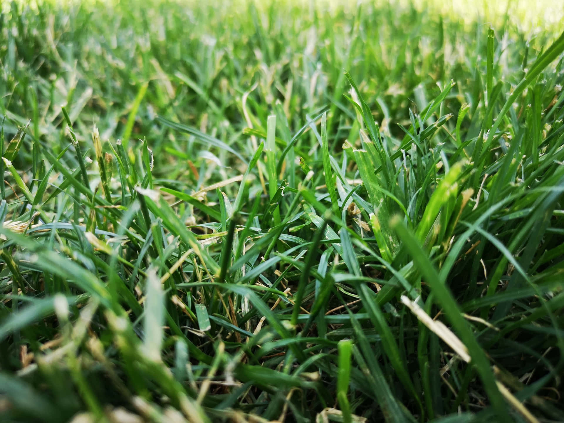 Rolling green hills and a vibrant stretch of grass.