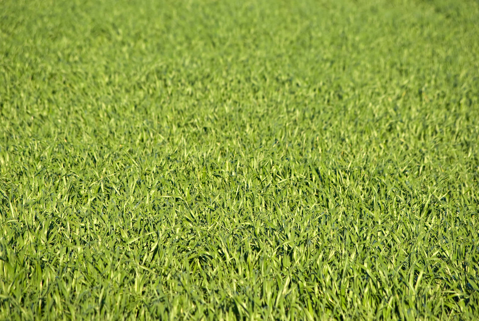 A Beautiful Green Lawn, Surrounded By Blue Skies