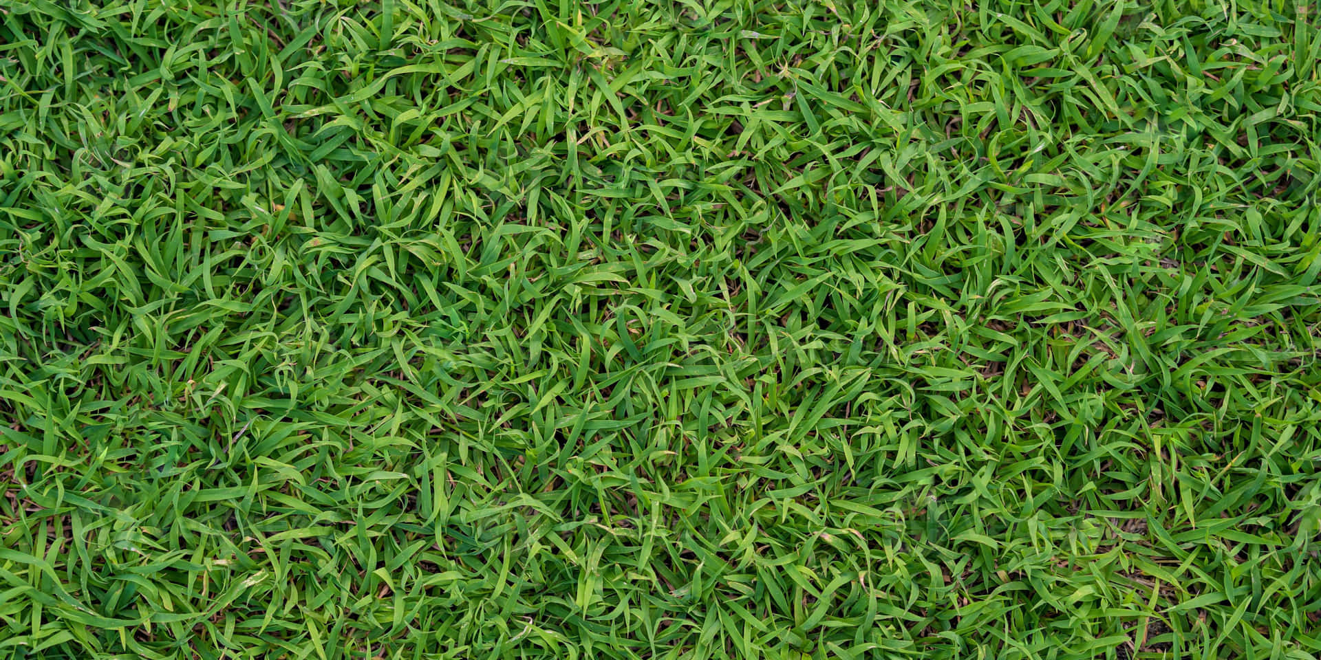 Fresh greengrass backgrounds for screens of all sizes