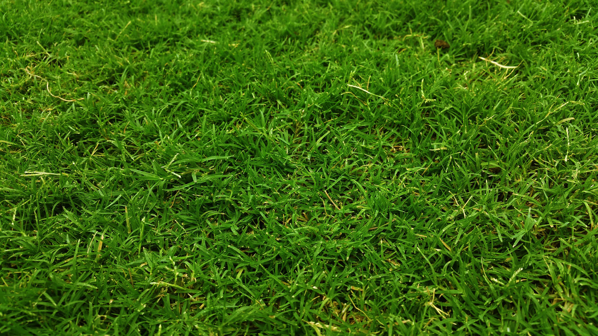 A lush, vibrant green lawn