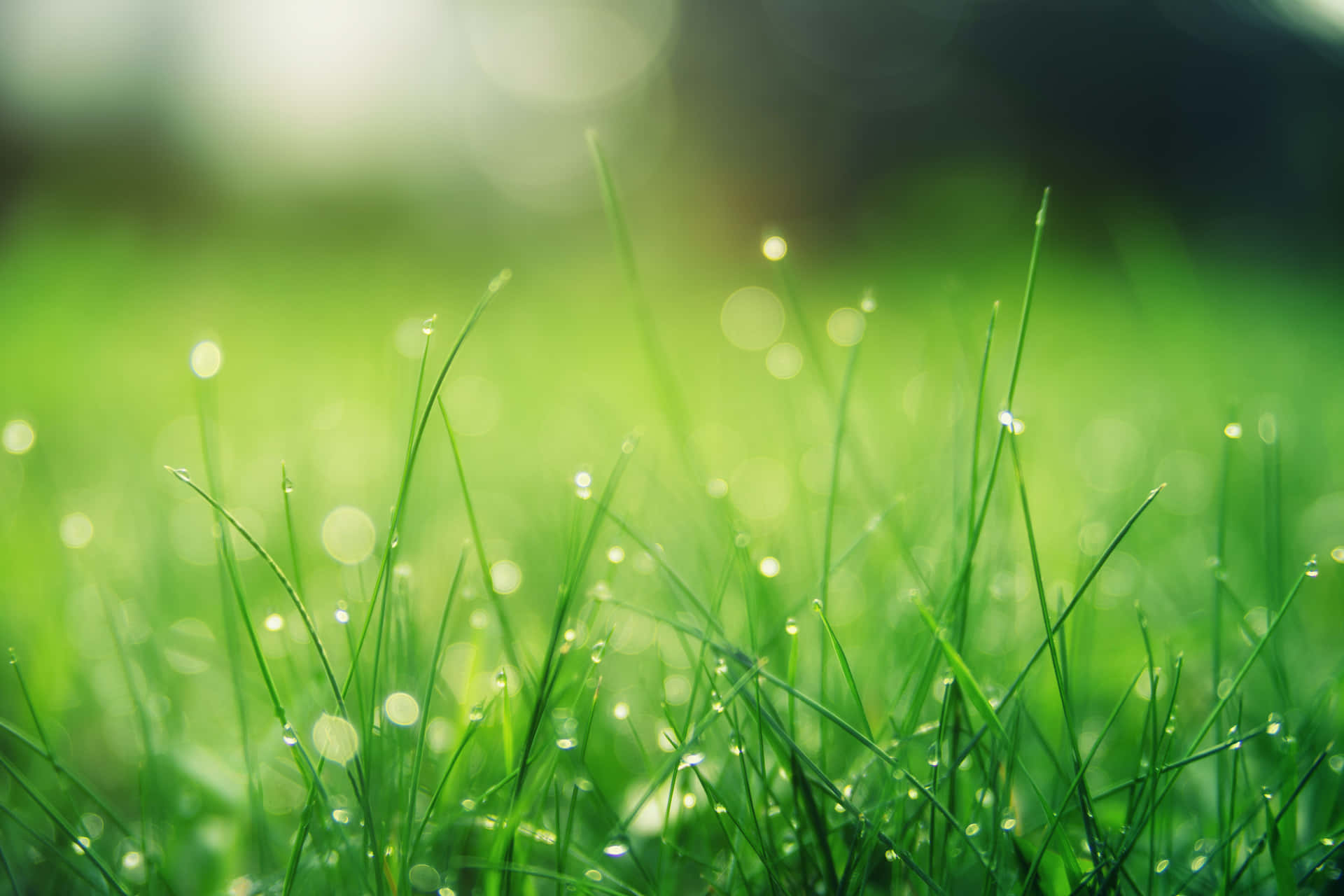 Green Grass With Water Droplets In The Sunlight