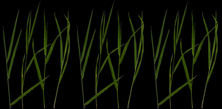 Green Grass Blades Black Background PNG