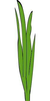 Green Grass Blades Graphic PNG