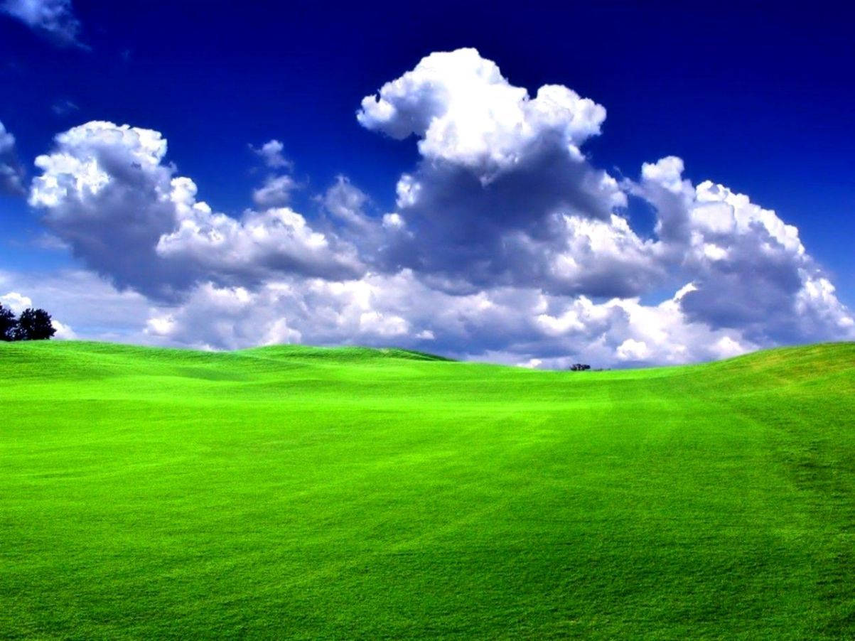 Download Green Grass Blue Sky Wallpaper 