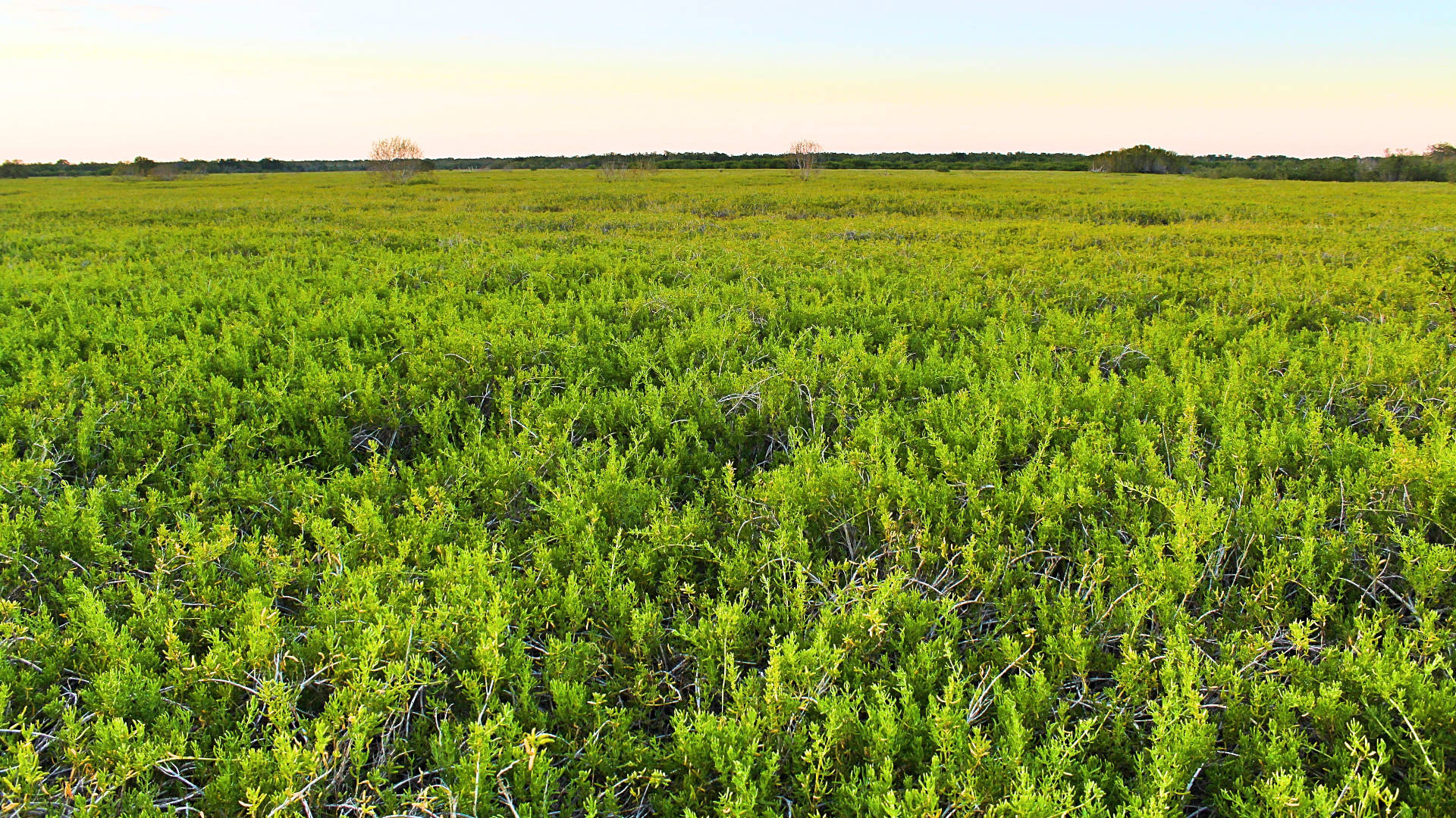 Green Grass Everglades National Park Picture