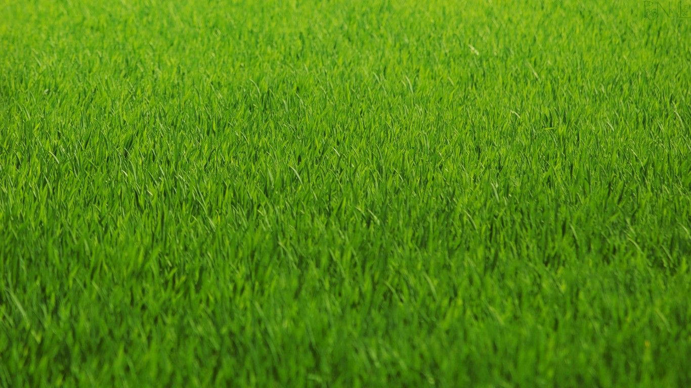 A lush up-close look at a lush green grass field Wallpaper