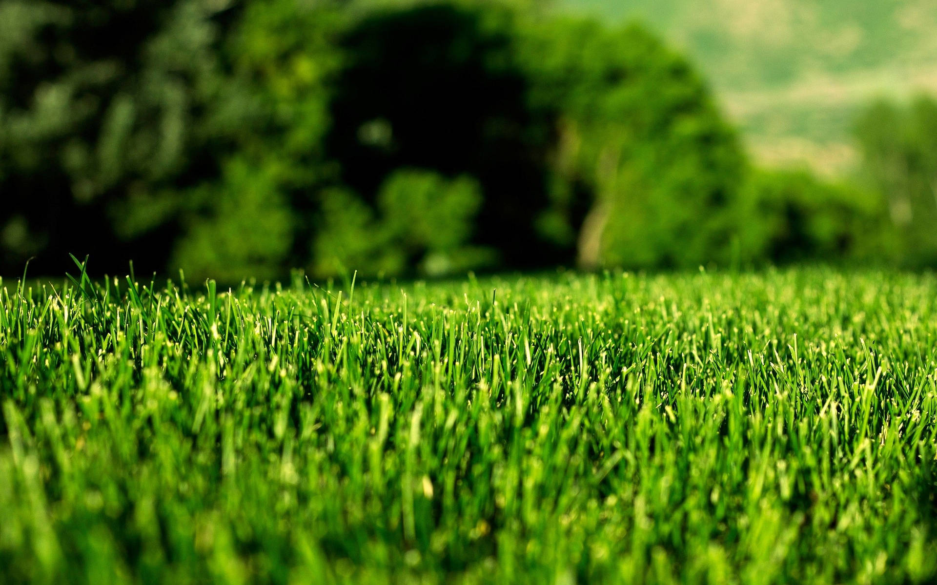 "Nature'sblanket: A lush green field of grass." Wallpaper
