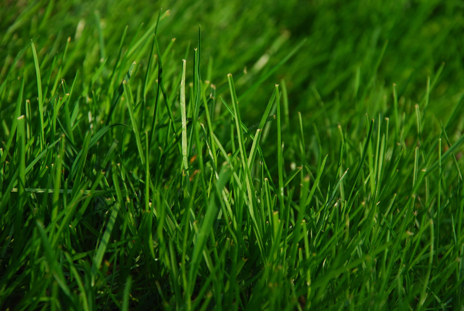 Green Grass Lawn Spring Picture