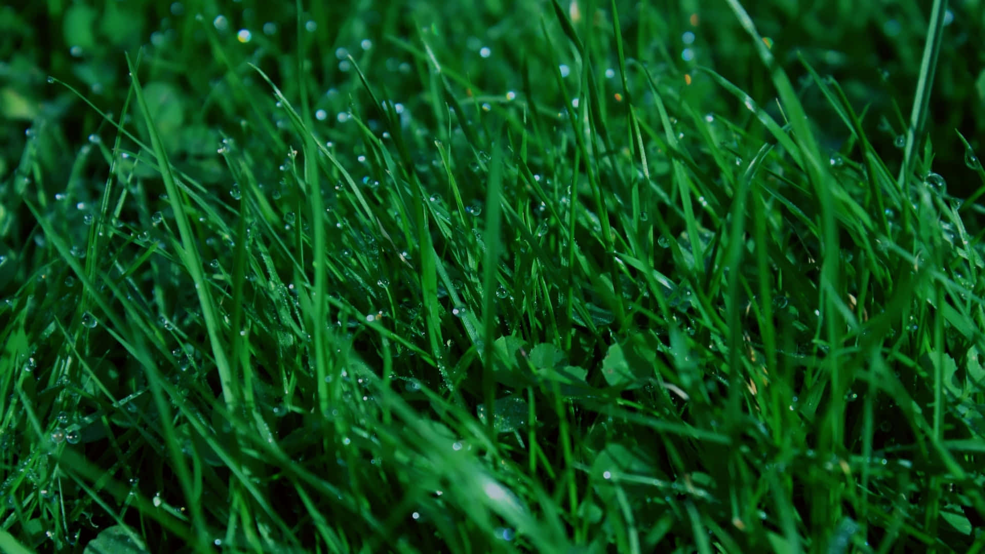 Green Grass Rainfall Water Droplets Picture