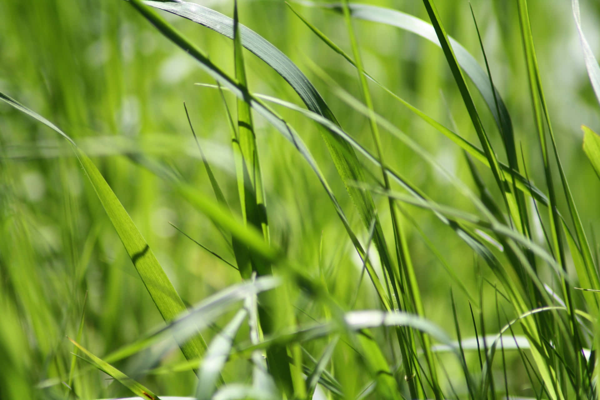 Green Grass Blur Effect Field Picture