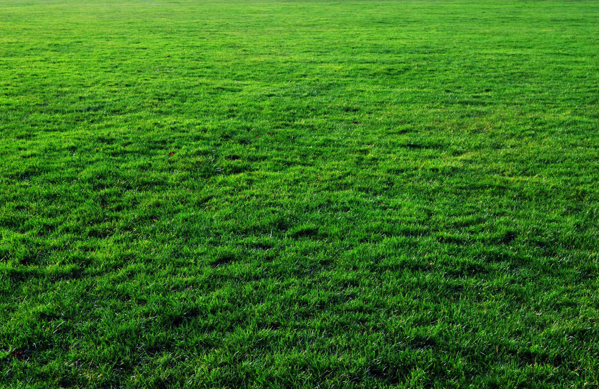 Stadionfältgrönt Gräs Bild