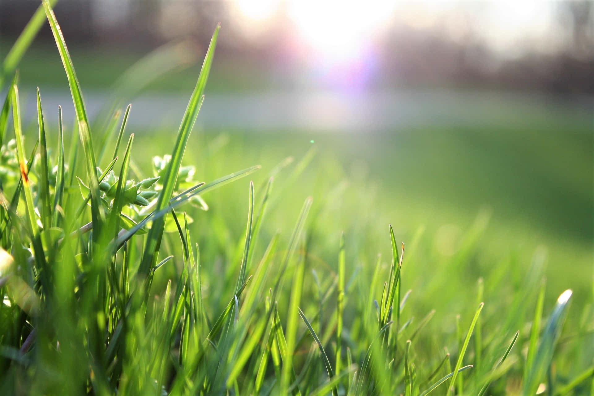 Green Grass Lawn Sun Picture
