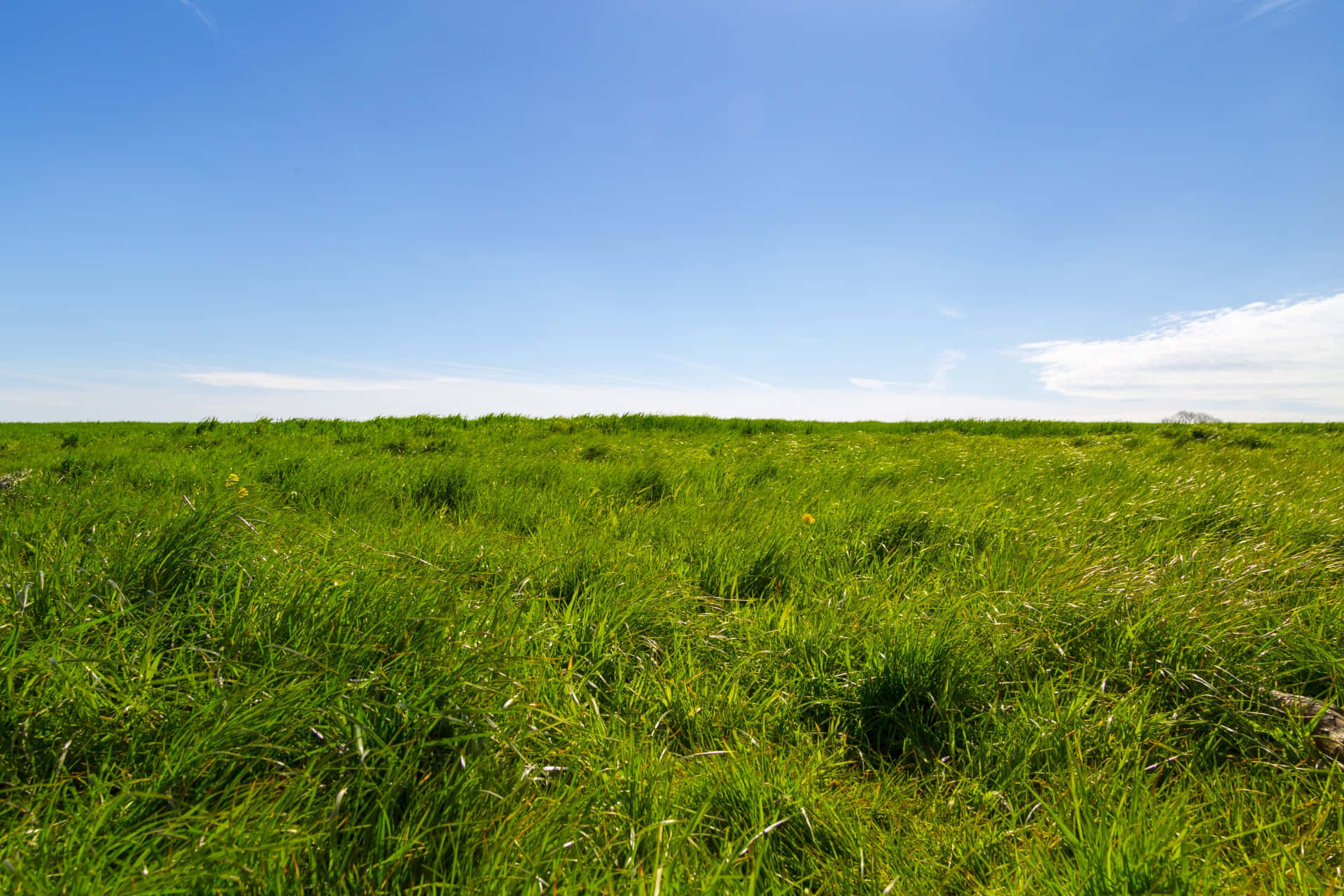 Green Grass Field Horizon Picture