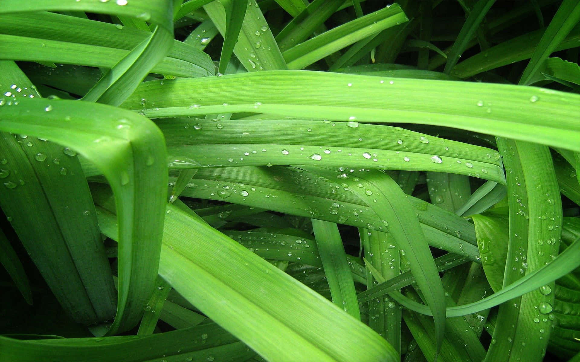 Green Grass Rain Drops Picture