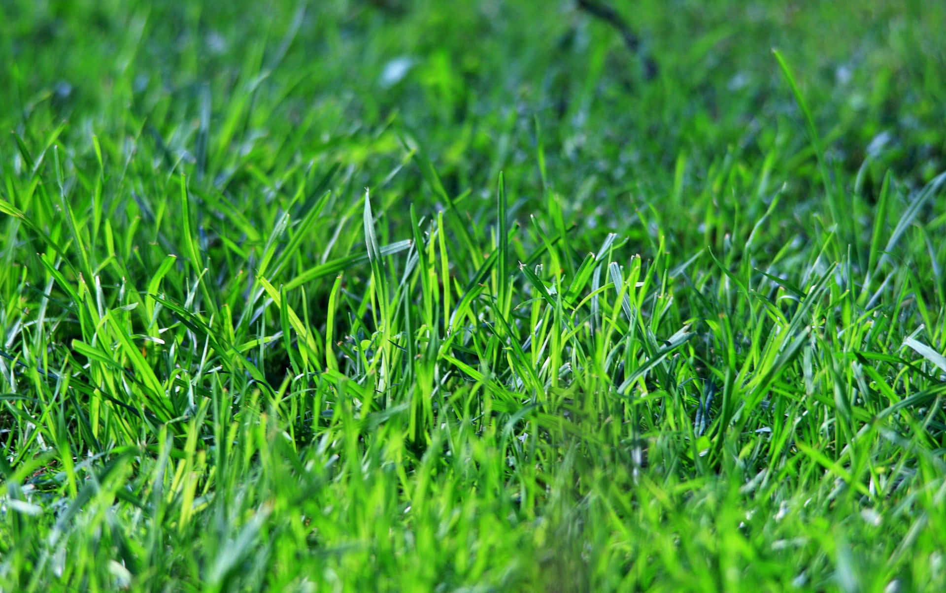 Grönfältgräs Trädgårdsbild