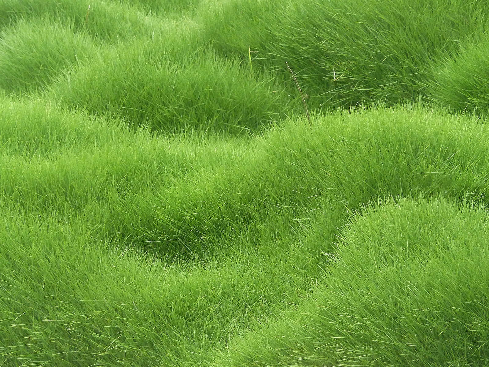 Vibrant Green Grass Field