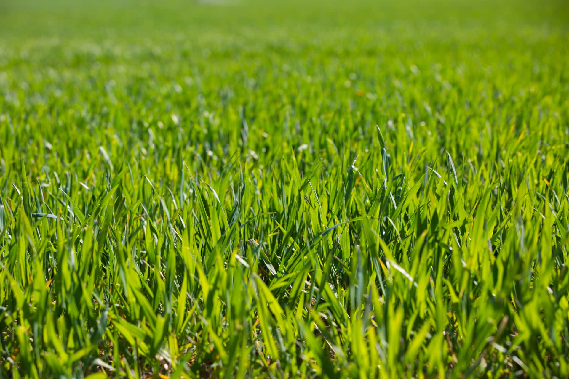 Barley Grain Green Grass Picture