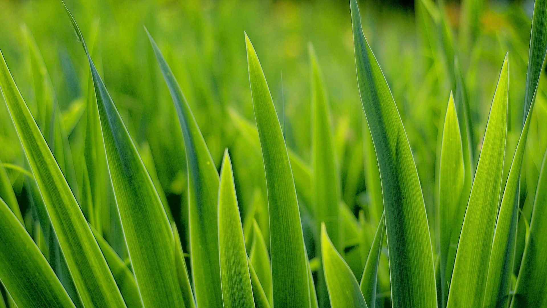 Green Grass Field Closeup Picture