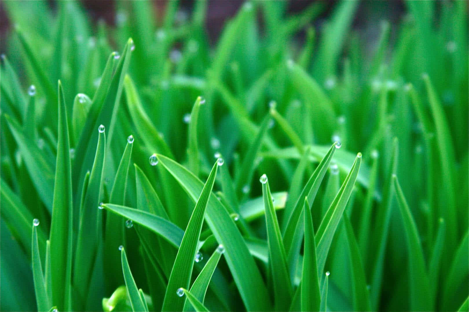 Green Grass Water Droplets Picture