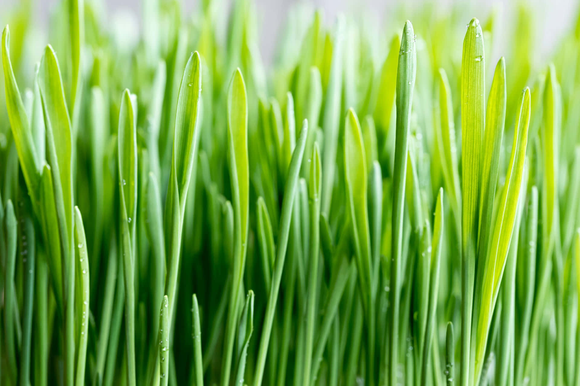 Wheat Green Grass Closeup Picture