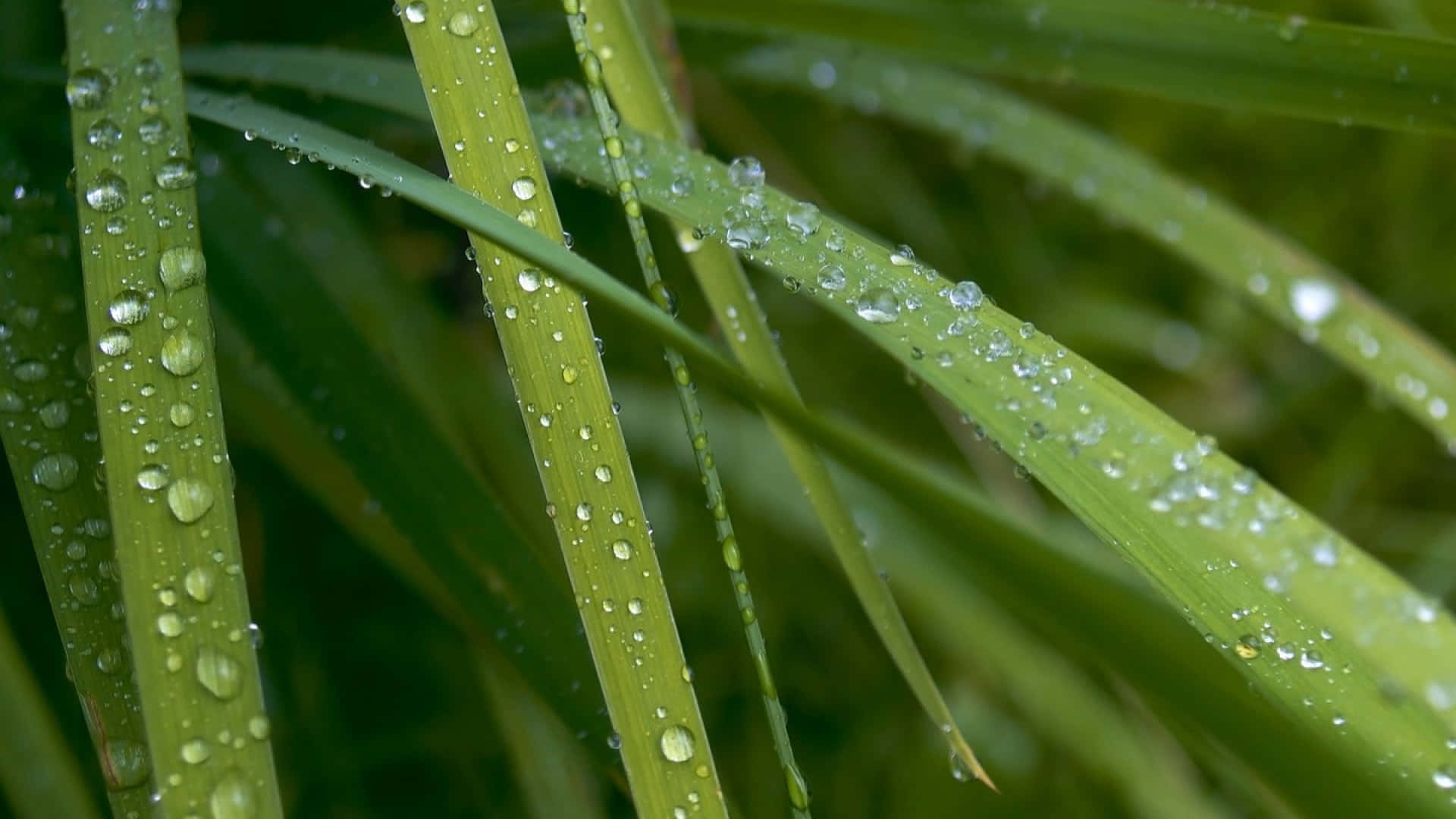 Green Grass Water Droplets Macro Picture