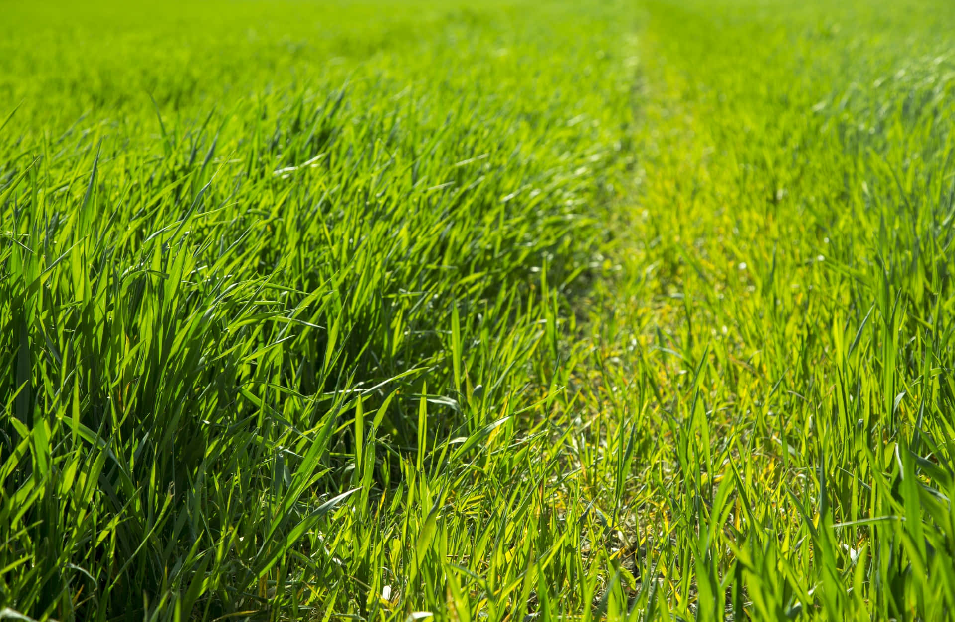 Green Grass Field Landscape Picture