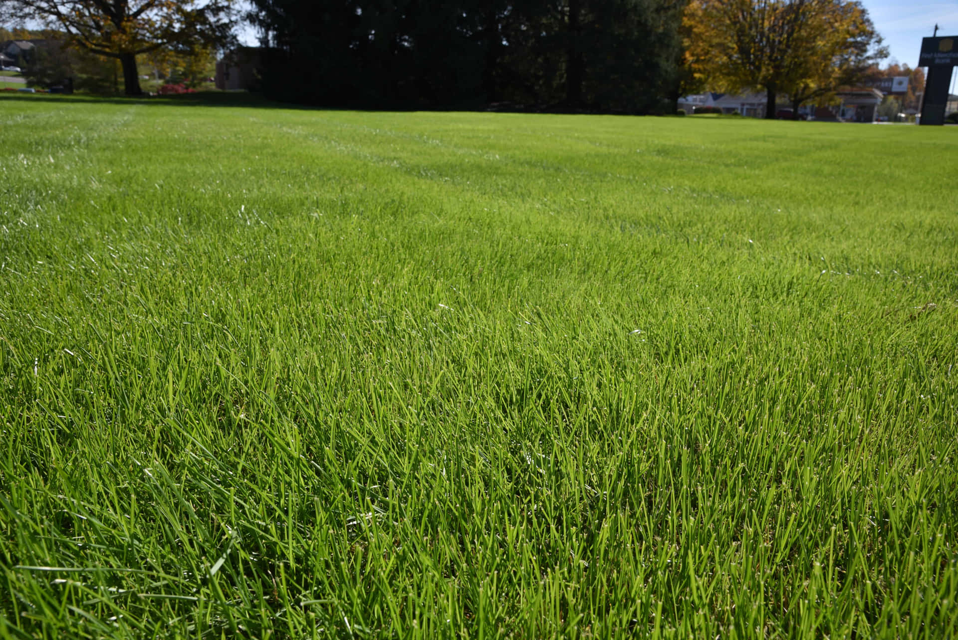 Green Field Grass Summer Picture
