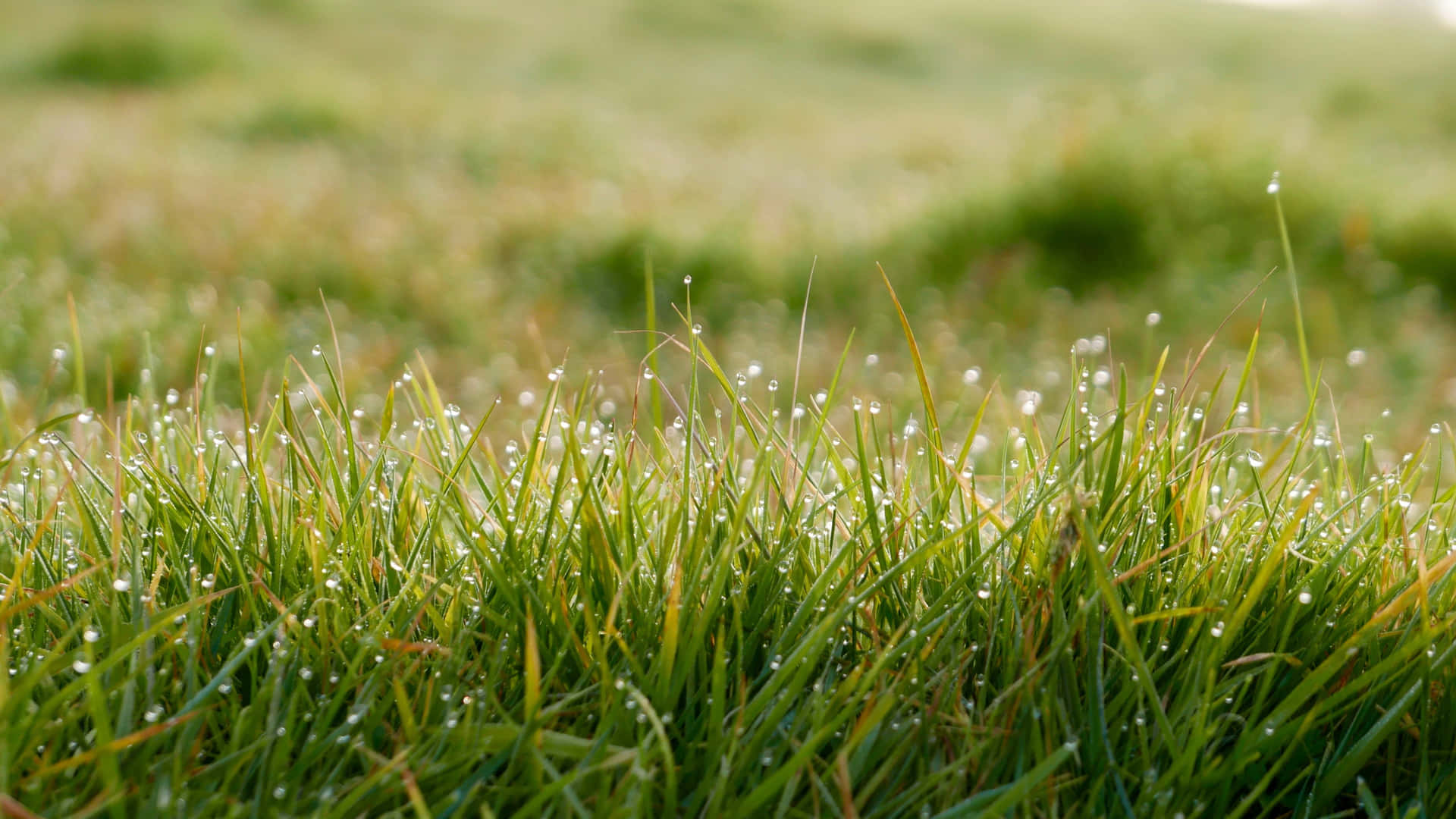 Green Grass Water Droplets Blur Picture