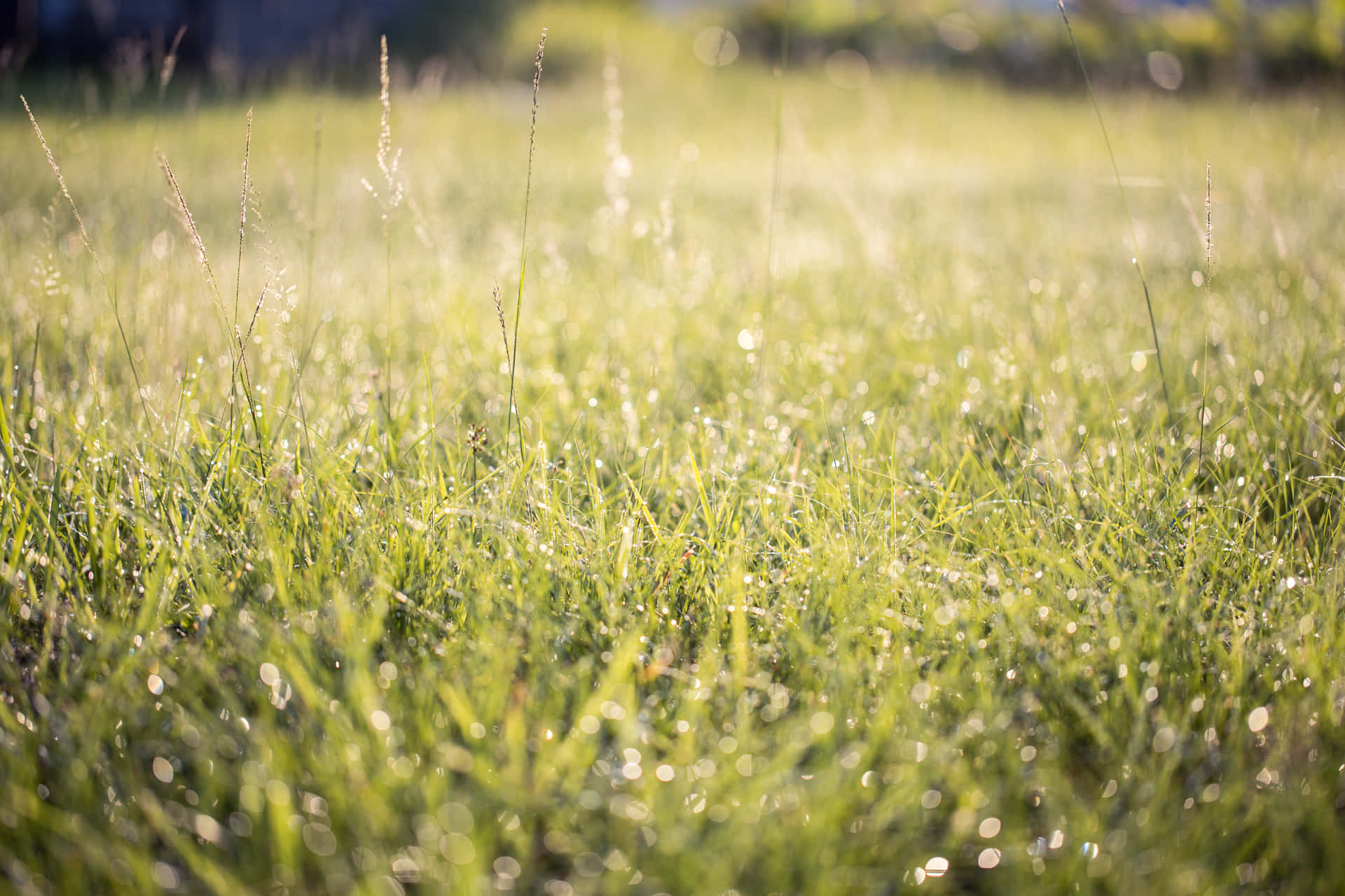 Green Grass Field Flowers Picture