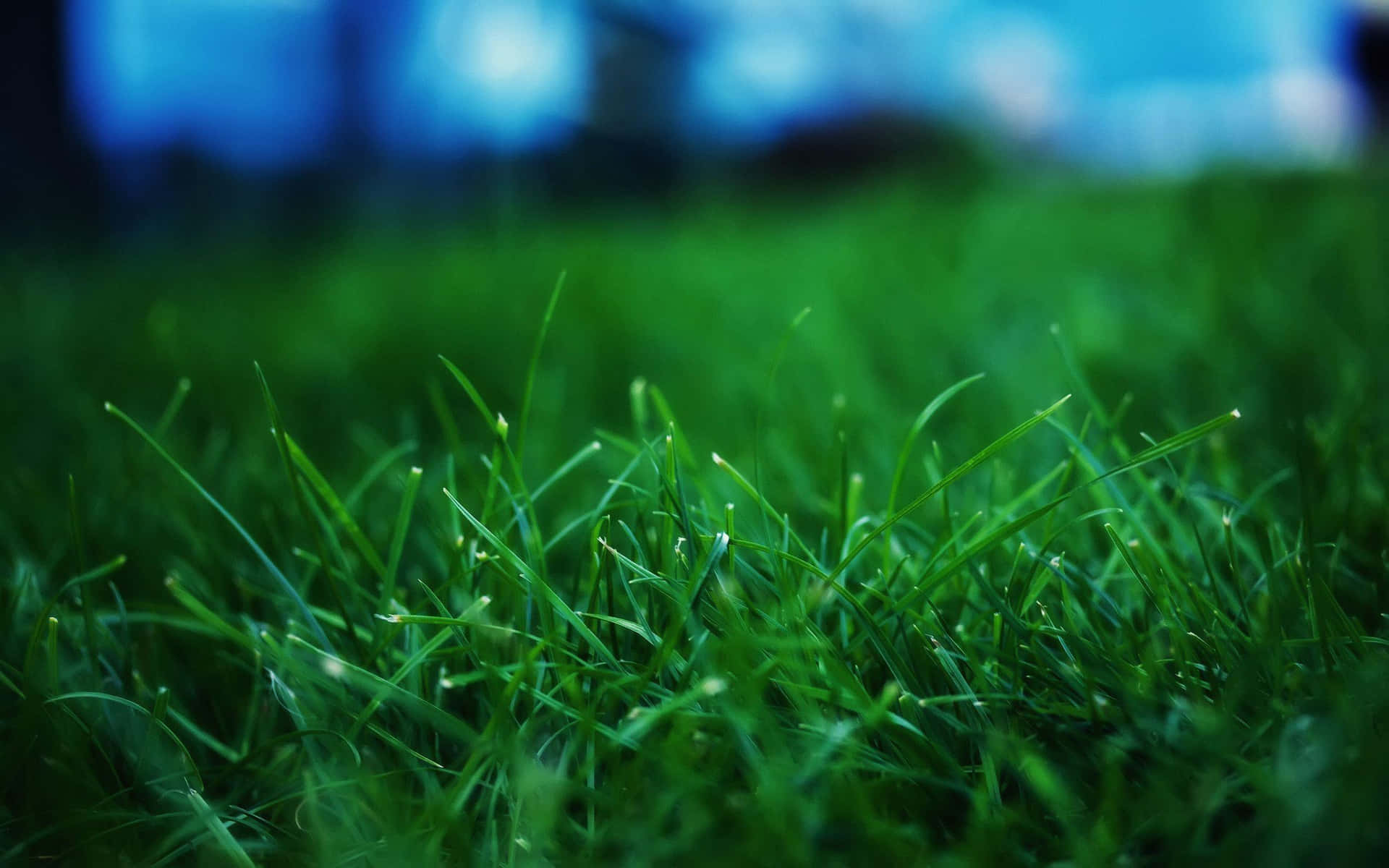 Green Grass Lawn Blur Picture