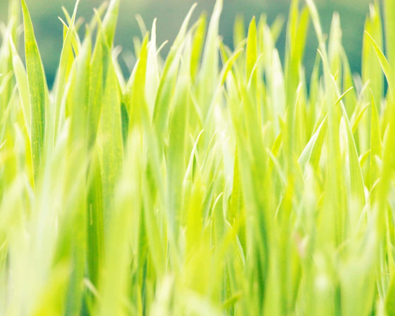 Green Wheat Grass Closeup Picture