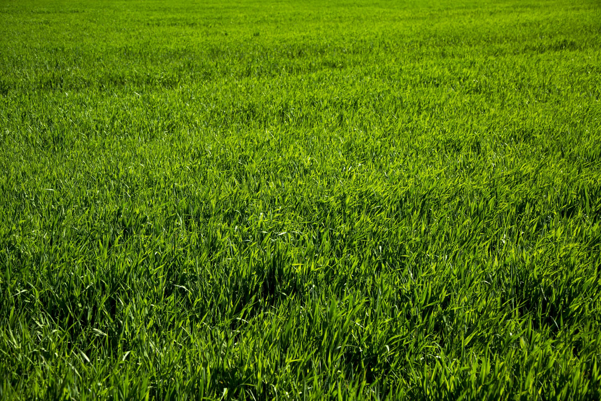 Green Grass Spring Field Picture