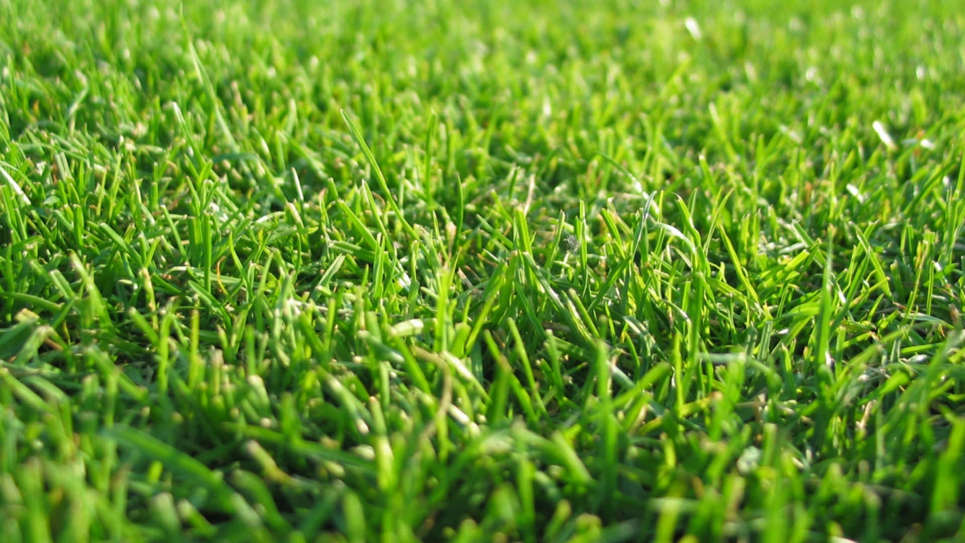 Green Grass Backyard Lawn Picture
