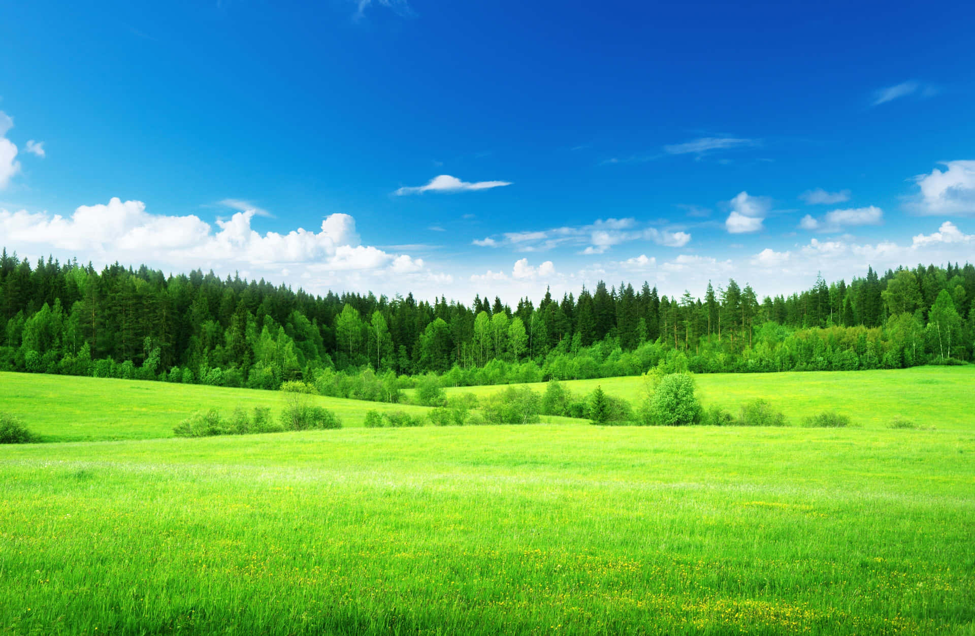 Green Grass Pine Trees Sky Picture