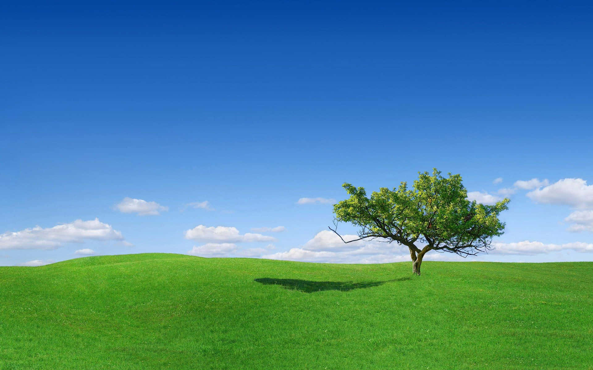 Green Grass Field Tree Picture