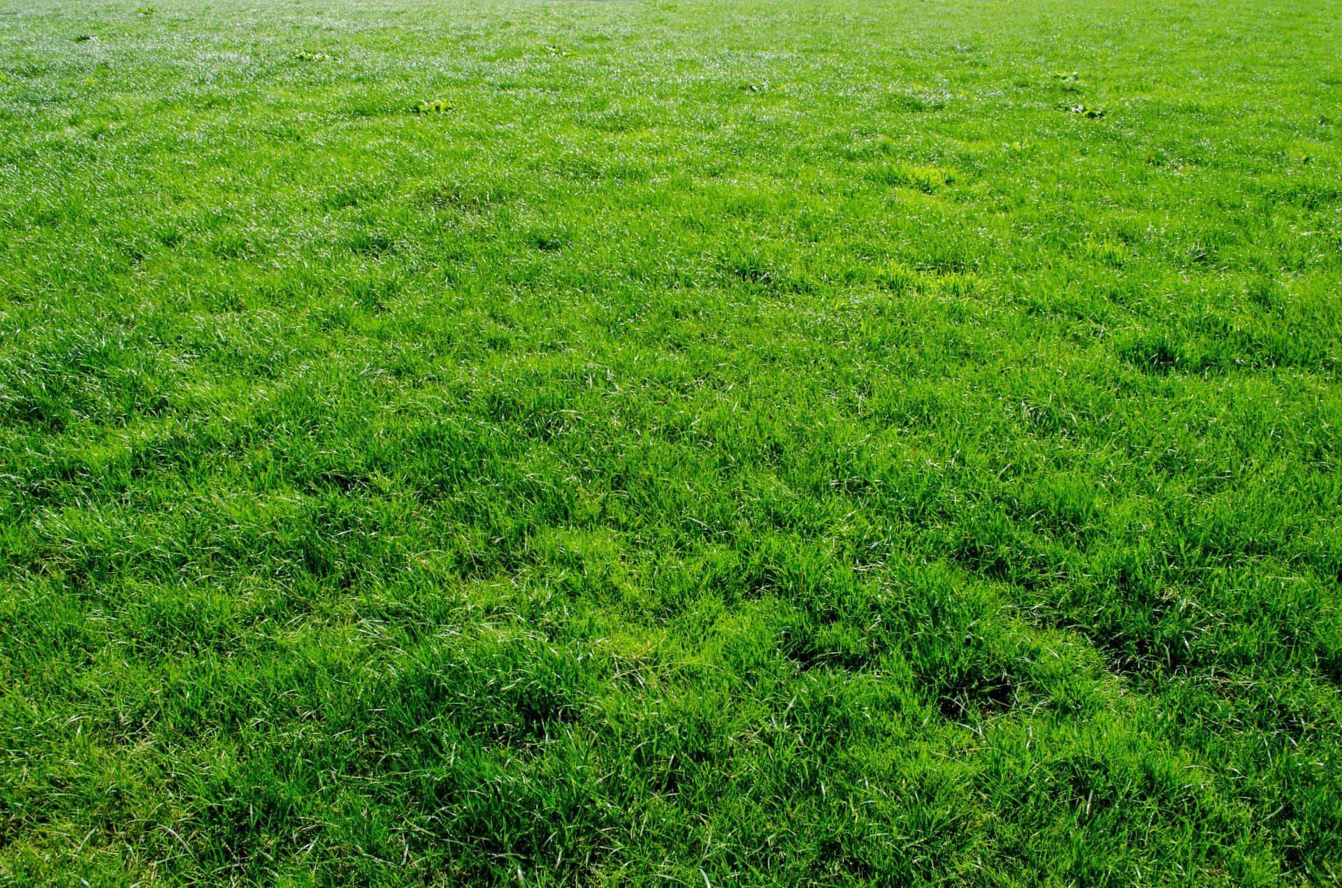 Stadium Green Grass Field Picture