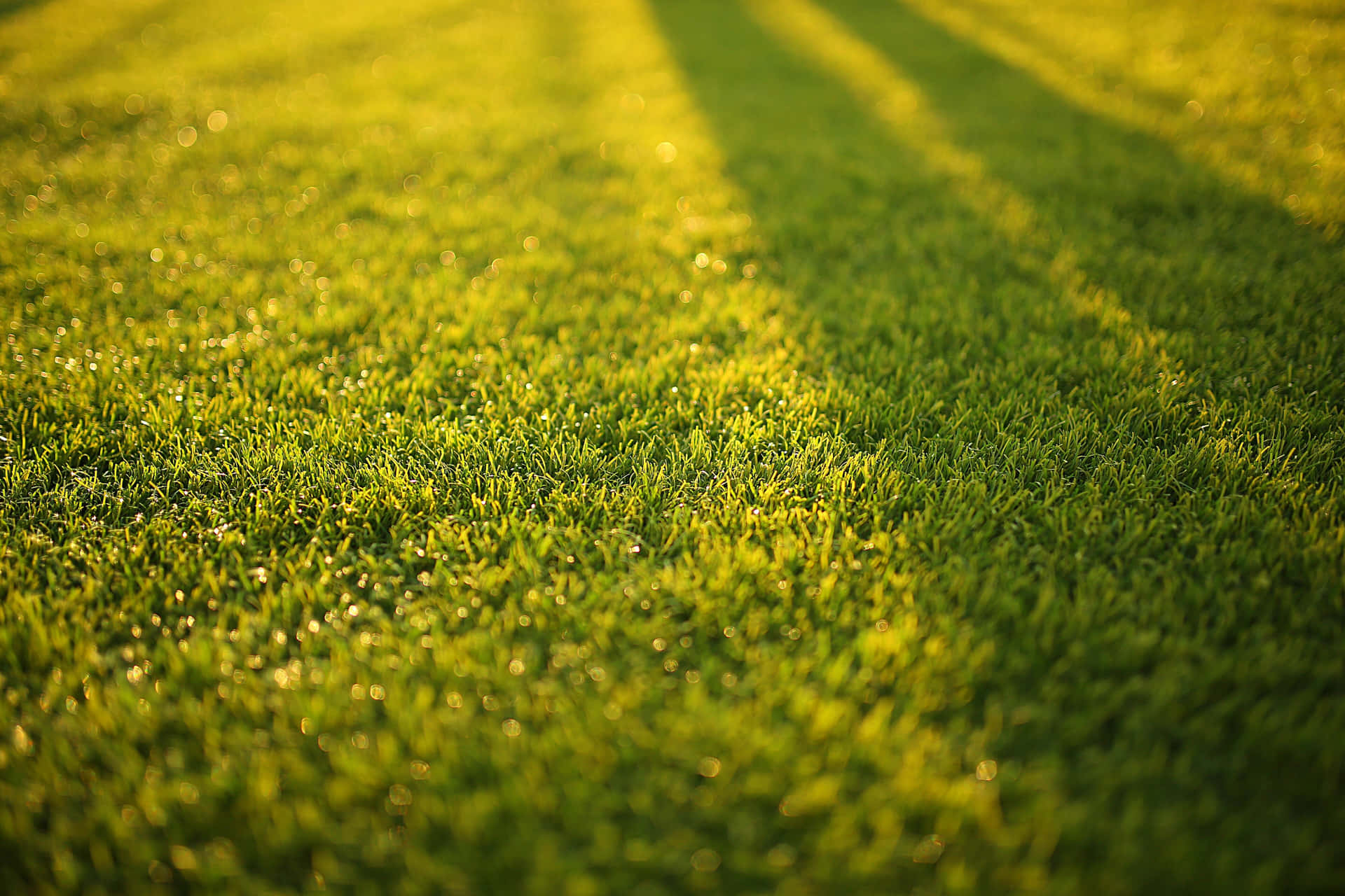 Green Grass Soccer Field Picture
