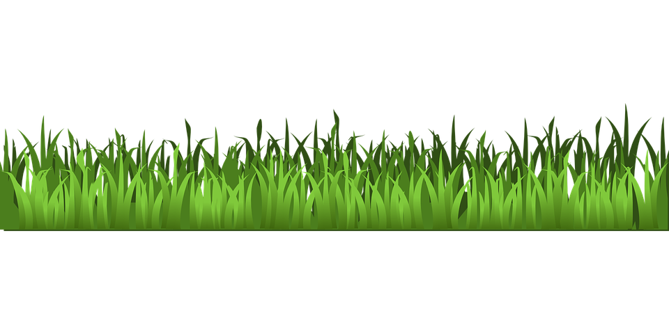 Green Grass Texture Panorama PNG