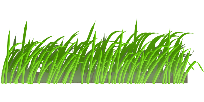 Green Grass Vector Illustration PNG