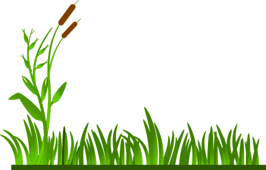 Green Grassand Reeds Vector PNG