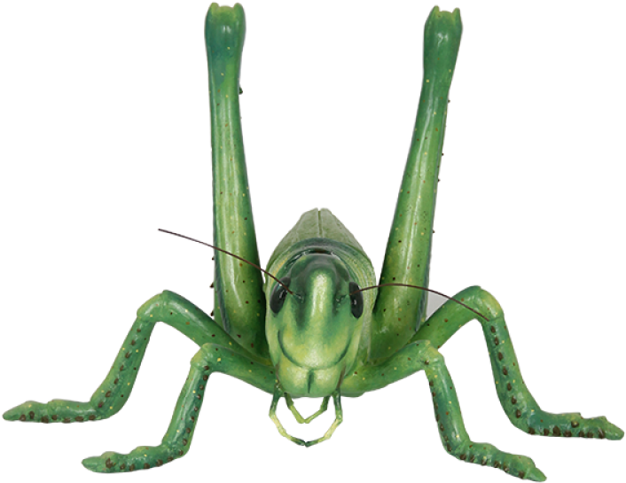 Green Grasshopper Front View PNG