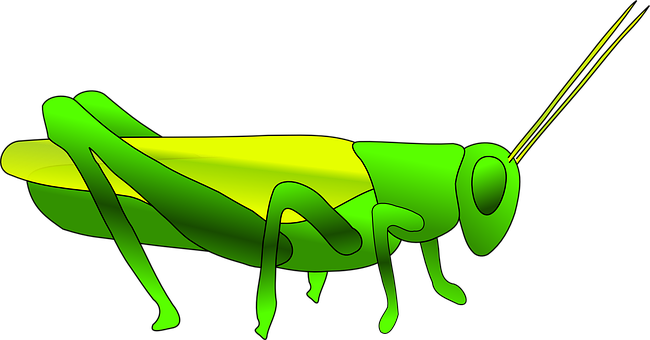 Green Grasshopper Illustration PNG