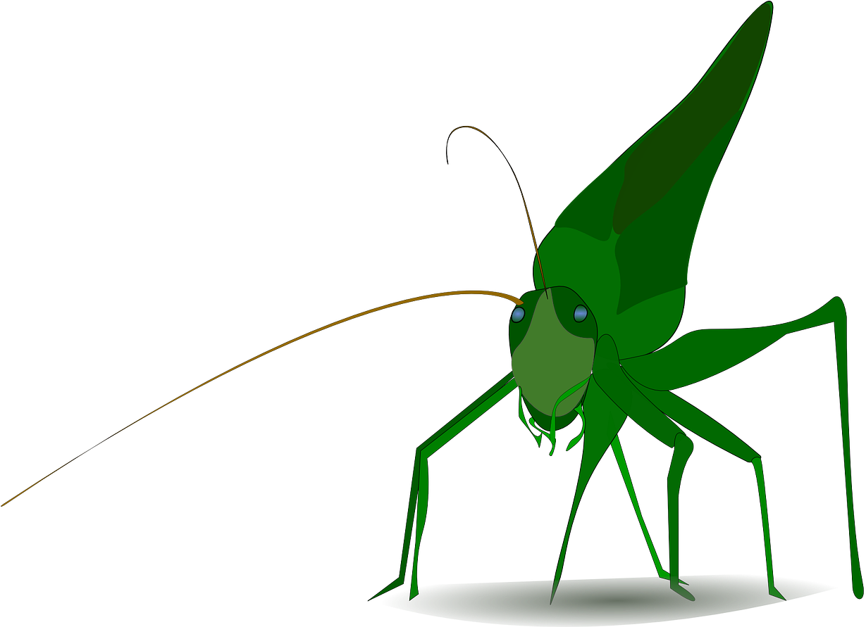 Green Grasshopper Illustration PNG