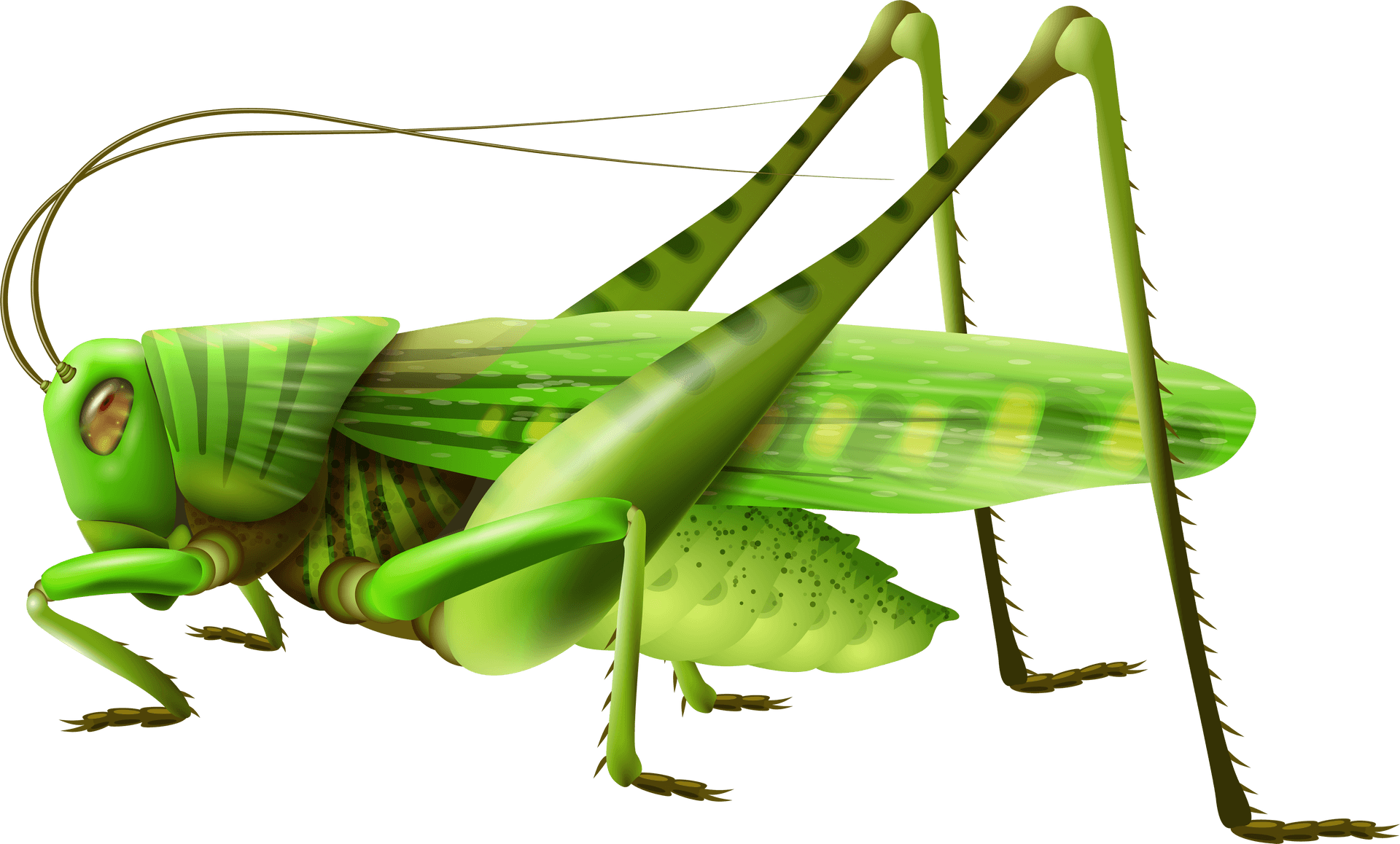 Download Green Grasshopper Illustration | Wallpapers.com