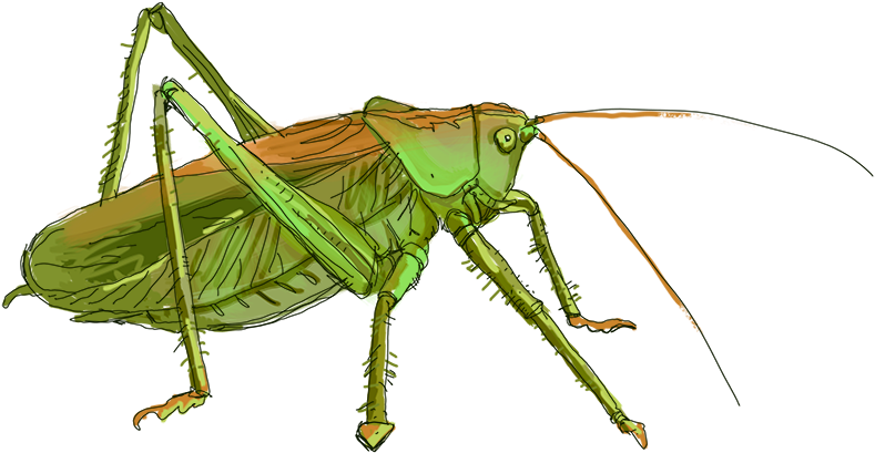 Green Grasshopper Illustration PNG