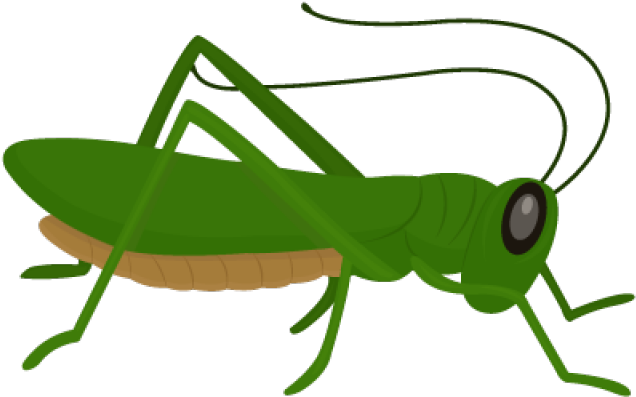 Green Grasshopper Illustration PNG