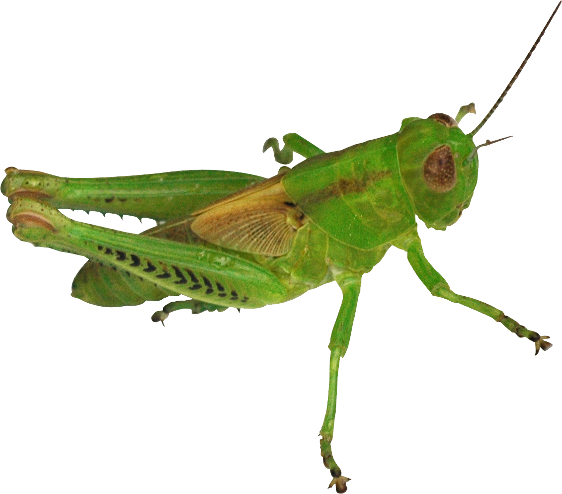 Green Grasshopper Isolated Background PNG
