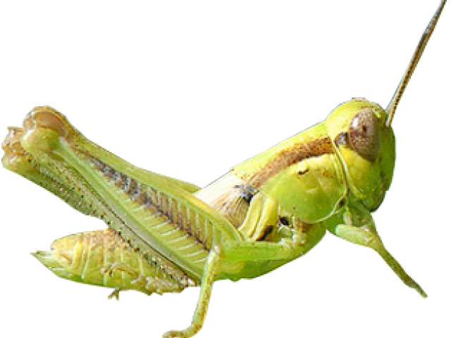 Green Grasshopper Side View PNG